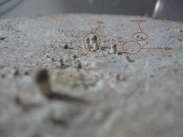 Primórdia