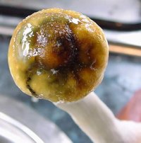 pseudomonas.jpg