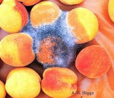 rhizopus.jpg