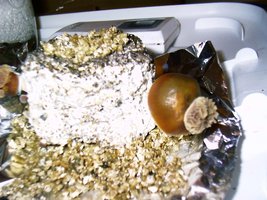 rosecomb-06.jpg
