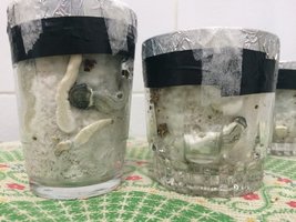1 - frutificação in vitro chapeus pretos 2.JPG