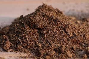 sphagnum_peatmoss.jpg