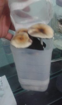 IMG-20160713-WA0063.jpeg