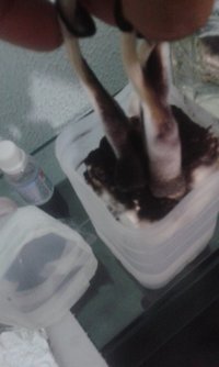 IMG-20160713-WA0068.jpeg