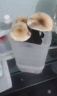 IMG-20160713-WA0066.jpeg