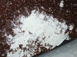 trichoderma2.jpg