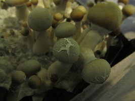 verticillium_02.jpg