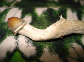verticillium_01.jpg