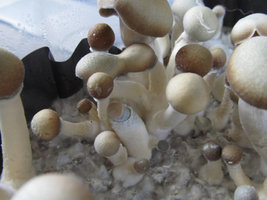 verticillium_04.jpg