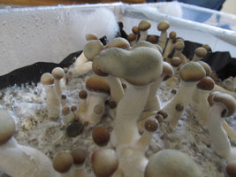 verticillium_03.jpg