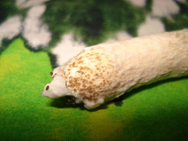 verticillium_05.jpg