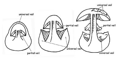 Véu universal