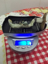 pesagem de 7,1 gramas frescas.JPG