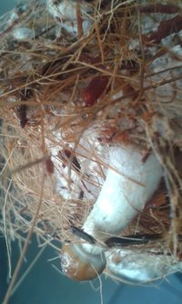 IMG-20160928-WA0050.jpeg