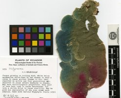 dictyonema-huaorani.jpg