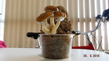 DSCF3083.JPG