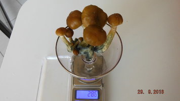 DSCF3087.JPG