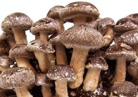 Cultivo de Shiitake