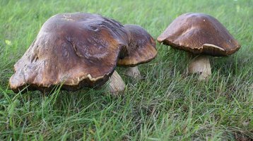 boletus-edulis4.jpg