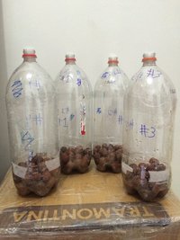 2 - terrários preparados.JPG