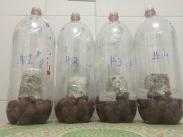 4 - bolos nos terrários.JPG