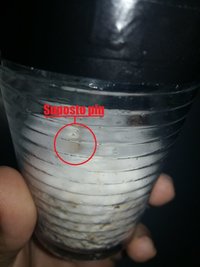 copo 1c.jpg