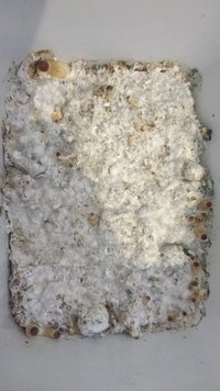IMG_20161007_114455527.jpg