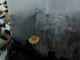IMG_20160603_WA0005.jpg