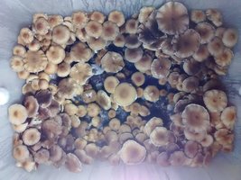 IMG_20160603_WA0003.jpg
