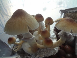 DSC07210 - Cópia.JPG