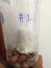 1a - bolo #1.JPG