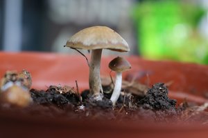 O Que preciso para cultivar Cogumelos?