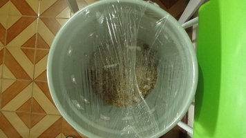 DSC07697 - Cópia.JPG