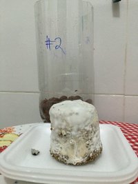 Bolo #2 - não foi colhido.JPG