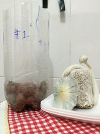 Bolo #1 - primeira colheita deste aos 11 dias.JPG