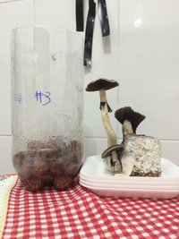 Bolo #3 - primeira colheita deste aos 11 dias.JPG