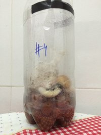Bolo #4 - não foi colhido nesta data.JPG