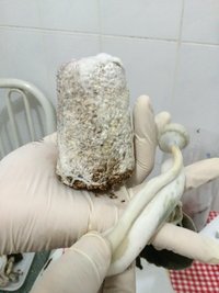 f - retirando com torção.JPG