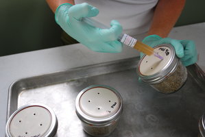 Cultivando Cogumelos de uma Seringa de Esporos