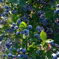 blueberries.jpeg