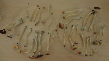 DSC08091 - Cópia.JPG
