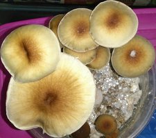 Cubensis-Matapanas-2.jpg