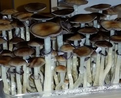 Cubensis-Escondido.jpg
