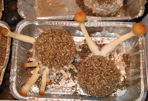 Thai strain Muilok TEO colheita 1.jpg