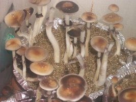 Thai strain AZTECA TEO 100_0909.JPG