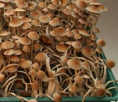 cubensis-thai Free Spore Spana.jpg