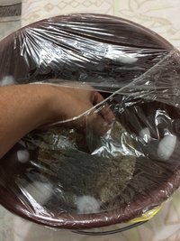 13 - por onde fiz a colheita do casing.jpg