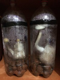 12 - segundo flush dos bolos.jpg