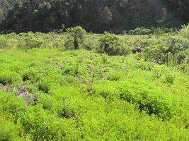 habitat_001.jpg