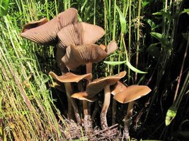 psilocybe-caerulescens_002.jpg